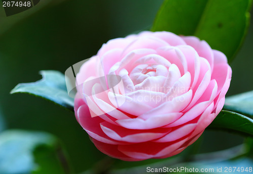 Image of Camellia