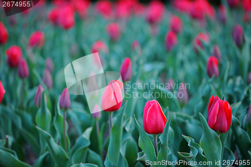Image of Red tulip