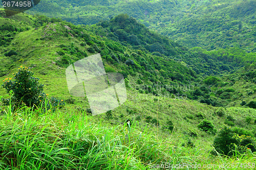 Image of Forest on mountain