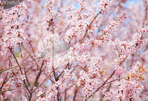 Image of Sakura tree