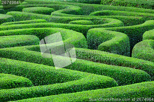 Image of Green plant maze