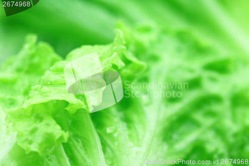 Image of Green lettuce