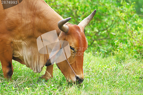 Image of Cow