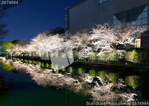 Image of Biwa lake canal with sakura tree besides at night