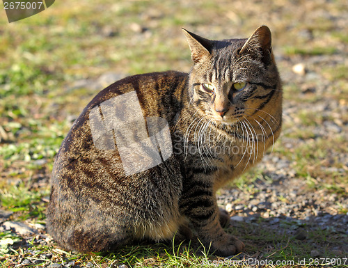 Image of Street cat