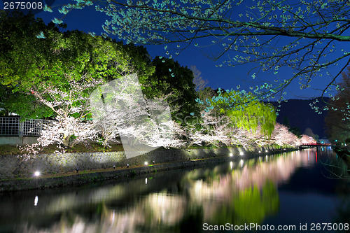 Image of Sakura tree and Biwa lake canal at night 