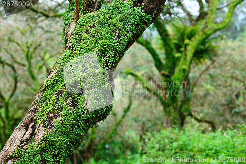 Image of Tree in forest