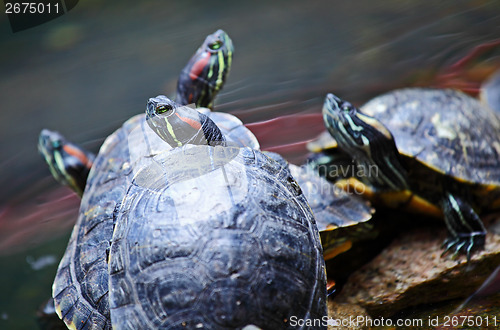 Image of Tortoise