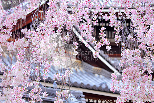 Image of Weeping sakura tree with japanese temple