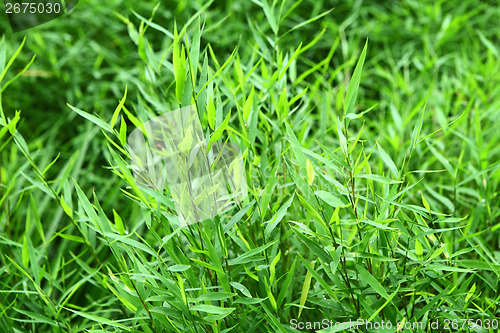 Image of Green grass