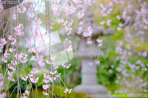 Image of Weeping sakura garden view