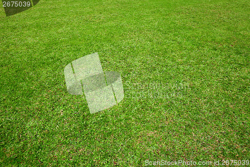 Image of Green lawn