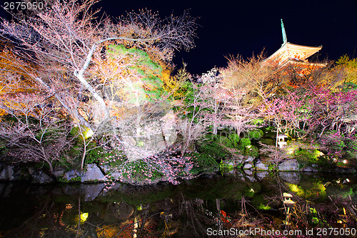 Image of Japanese temple with sakura at night