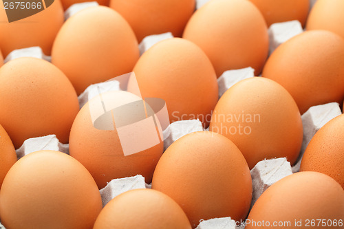 Image of Egg