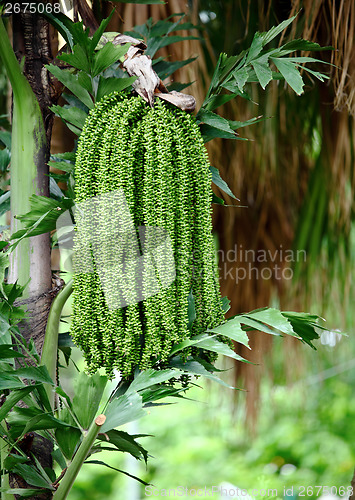 Image of Palm tree