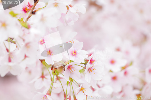 Image of Sakura in pink