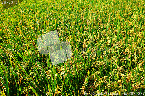 Image of Green paddy rice field