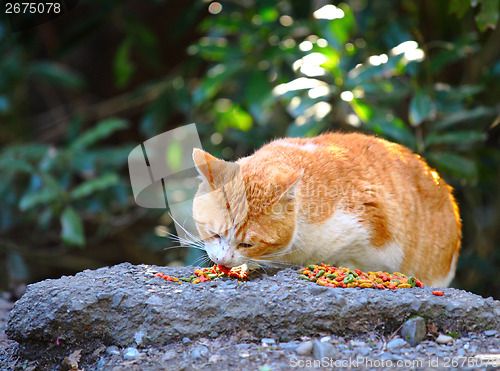 Image of Street cat