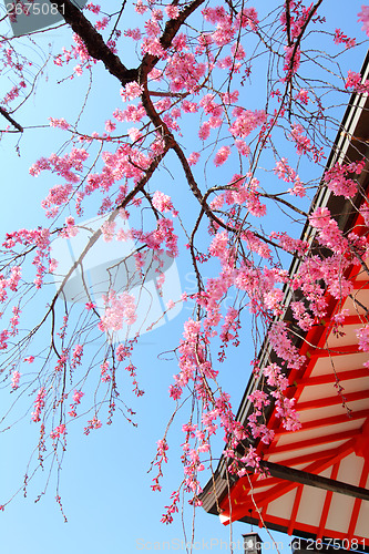 Image of Sakura tree and temple