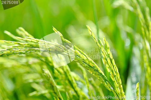 Image of Paddy rice close up