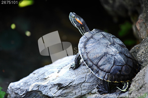 Image of Tortoise