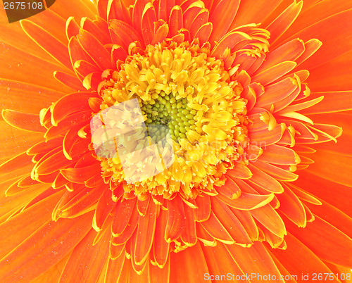Image of Orange daisy close up