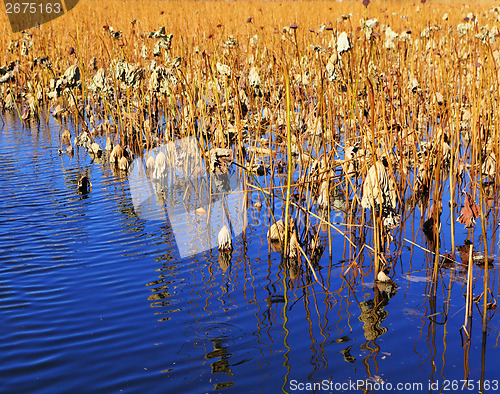 Image of Dry lotus pond
