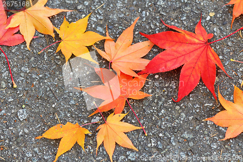 Image of Maple leaf