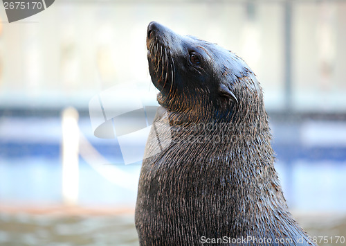 Image of Sea lion looking up