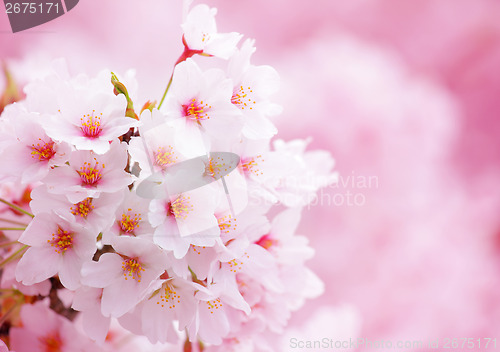 Image of Sakura