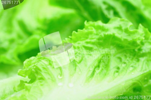 Image of Lettuce
