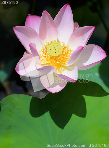Image of Pink Lotus flower