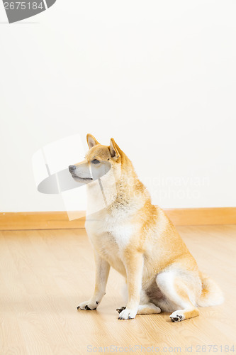 Image of Brown shiba looking aside