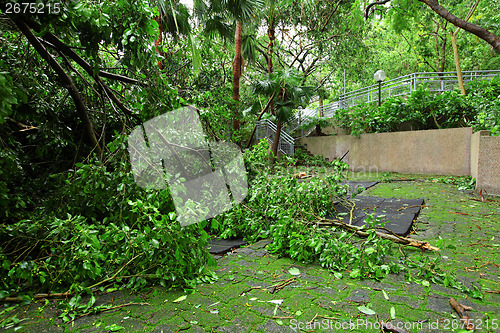 Image of Garden damaged by typhoon