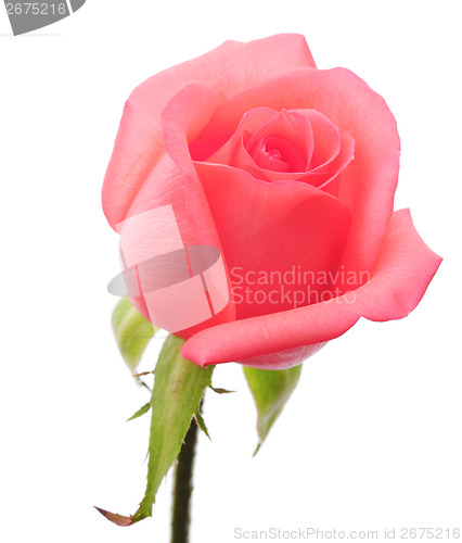 Image of Pink rose