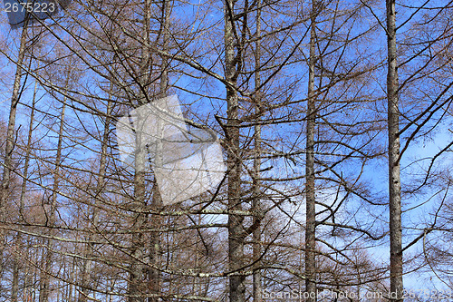 Image of Pine tree with blue sky