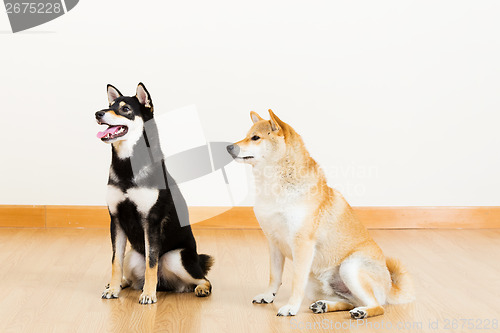 Image of Two shiba at home and looking aside