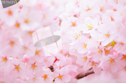 Image of Cherry blossom