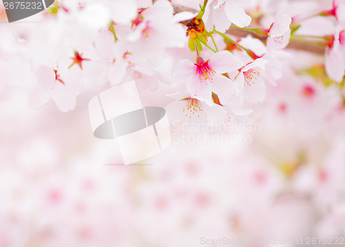 Image of Sakura close up