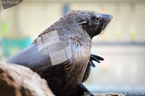 Image of Sea lion at outdoor