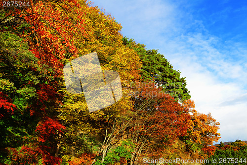 Image of Colourful forest with blue sky