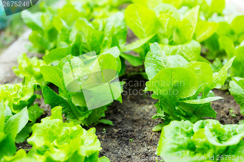 Image of Lettuce field