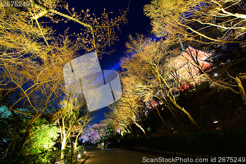 Image of Japanese temple and sakura tree at night