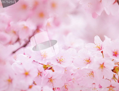 Image of Sakura in pink