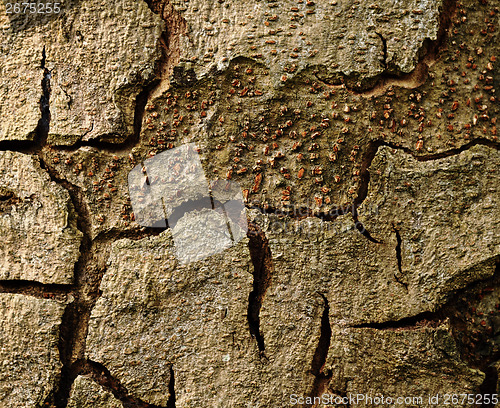 Image of Tree bark