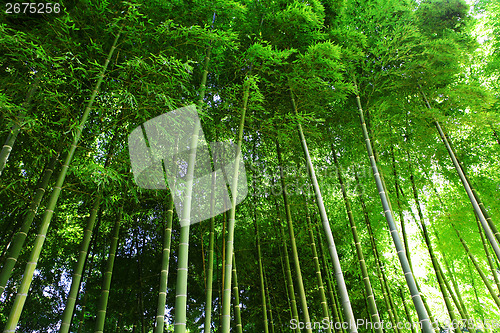 Image of Bamboo forest