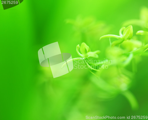 Image of Green small plant