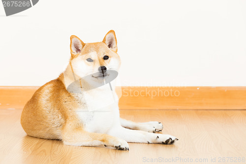 Image of Brown shiba