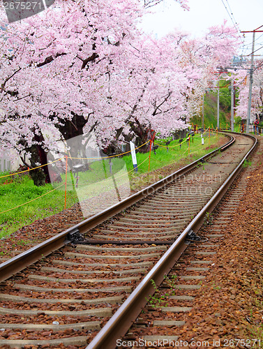 Image of Sakura with railway