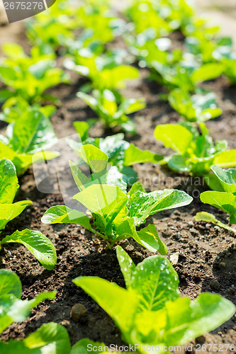 Image of Lettuce field close up